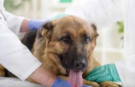 For example, if your pet needs emergency surgery, do you need to pay the entire bill upfront or can you make partial payments. Urgent Care Pet Emergency Critical Care Ingleside Animal Hospital