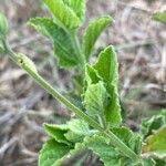 Image result for Priva curtisiae