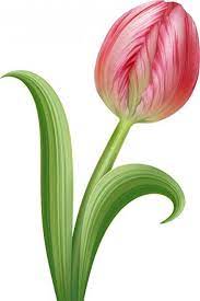 Whats So Trendy About Cartoon Tulip Flower That Everyone Went Crazy Over It C Cartoon Crazy Flower Trendy Tulip Whats Tulips Flowers Tulips Flowers