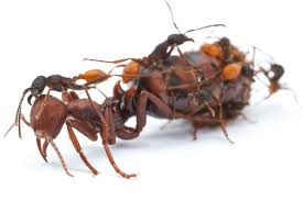 I think that there should be a way to convert all the different processing speed measures into some standard measure which was based on how large an area of space that that computer can simulate in real time. These Ants Shrink Their Brains For A Chance To Become Queen The New York Times