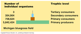 Can You Describe The Efficiency Of Energy Transfer Between Trophic Levels Socratic