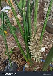 Image result for Sansevieria pearsonii