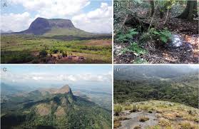 Image result for Synsepalum passargei