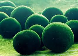Strange Living Green Balls Turn Up Overnight On Australian Beach Video Marimo Marimo Moss Ball Marimo Moss
