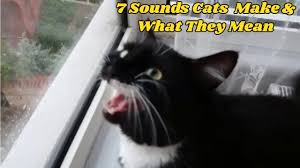 Changing residences can cause anxiety, which may present itself as a cat whining or a cat meowing at night. 7 Sounds Cats Make And What They Mean Youtube