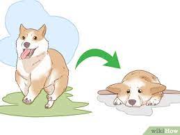 kopegin depresyonda oldugu nasil anlasilir wikihow