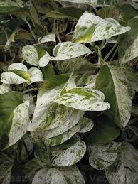 Image result for Epipremnum en casa