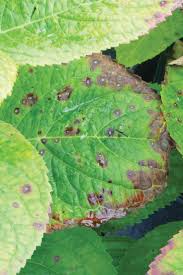 Image result for Cercospora hydrangea