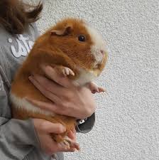 pin auf guinea pig hutches