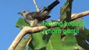 Suara untuk pikat kolibri di jamin langsung lengket buktikan mp3 duration 10:11 size pikat dan terapi gacor burung sogon, emprit gantil, atau kolibri manggar. Kicau Menyeramkan Burung Kedasih Sebagai Tanda Datangnya Mala Petaka Youtube