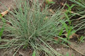 Image result for Koeleria