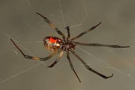 Make sure your home & yard is protected from spiders and other poisonous pests the black widow spider received its name due to a story about its mating behaviors. Spiders Prefer Mating With Older Women And They Don T Mind Getting Eaten Afterward From The Grapevine