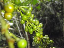 Image result for Solanum terminale