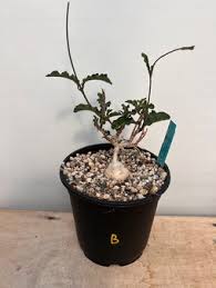 Image result for Corallocarpus welwitschii