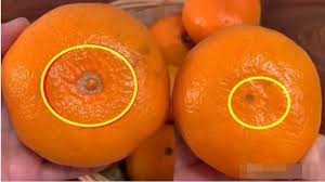 Tâm An - Cam 'rốn to' và 'rốn nhỏ' khác hẳn nhau, đi chợ nhớ nhìn kĩ kẻo mua nhầm cam vừa chua vừa ít nước Nội dung chi tiết ở phần