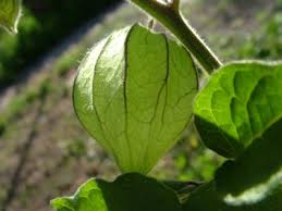 Image result for Physalis viscosa