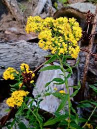 Image result for Asclepias graminifolia