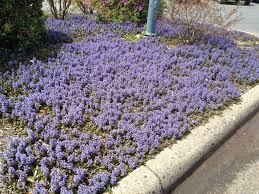 Image result for Ajuga