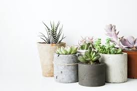 Jenis bunga hias ada dua macam, pertama bunga hias pot dan yang kedua bunga hias pot gantung. 10 Tanaman Hias Indoor Untuk Luasan Rumah Mungil