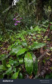 Image result for Calanthe sylvatica