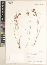 Image result for Cyperus tenuiculmis