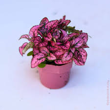 Image result for Hypoestes sp. aff. aristata B