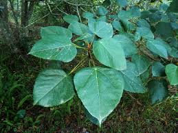 Image result for Macaranga mellifera