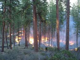 Professional, beautiful landscaping for residential and commercial. Statement On Washington Dnr S 20 Year Forest Health Plan Conservation Northwest Protecting Connecting And Restoring Wildlands And Wildlife