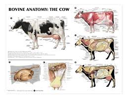 Bovine Anatomy Laminated Chart Lfa 99014
