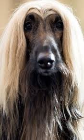 Αργότερα, στις χώρες του αφγανιστάν βρέθηκαν εικόνες. 110 Best Afgan Hound Ideas Skyloi Zwa Megala Skylia