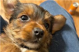 Its headquarters are located in san francisco, california. Craigslist San Diego Pets Yorkie