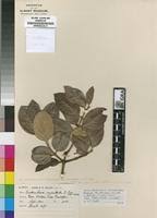 Image result for Acokanthera schimperi