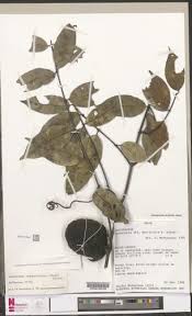 Image result for Landolphia ligustrifolia