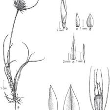 Image result for Rhynchospora gracillima