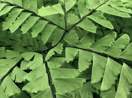 Image result for Adiantum patens