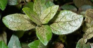 Image result for puklice na pokojových rostlinách obrázek