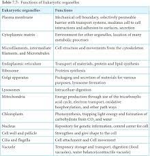 What are the functions of organelles in eukaryotic cells. Eukaryotic Cell Structure