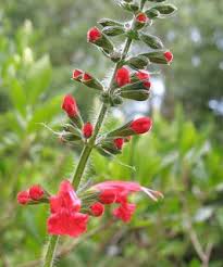 The most common summer flowers material is metal. Using Georgia Native Plants Native Summer Perennials In Georgia In 2021 Perennials Native Plants Herbaceous Perennials