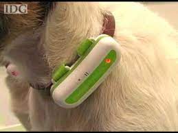 How to understand your dog better. Woof Dog Translator Gets Upgrade Youtube