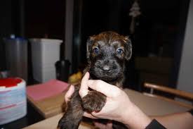 Wir sammeln bis zu 66 anzeigen von hunderten kleinanzeigen portalen für dich! Hunde Rassehunde Briard Tieranzeigen