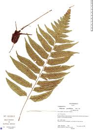 Image result for Diplazium