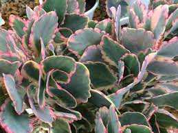 Kalanchoe Fedtschenkoi Variegata Aurora Borealis World Of Succulents Succulents Succulent Landscaping Succulent Gardening