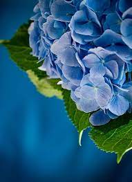 Gortenziya Hydrangea Flower Blue Hydrangea Beautiful Flowers