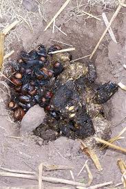 Image result for marten poop