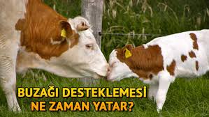 Buzagi Destegi Nedir Buzagi Destekleri Ne Zaman Yatar Son Dakika Haberleri Internet