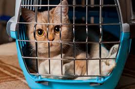 What are the conditions like? Entering Singapore With A Pet Singapore Angloinfo