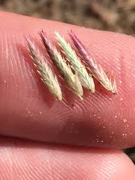 Image result for Eragrostis patens