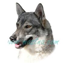 Image result for západosibiřská lajka