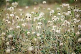 Image result for Coldenia procumbens
