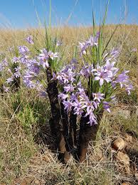 Image result for Xerophyta equisetoides